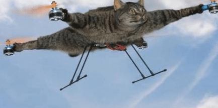 会飞的猫见过没？猫的主人说这是对猫的纪念，却遭到爱猫人士指责
