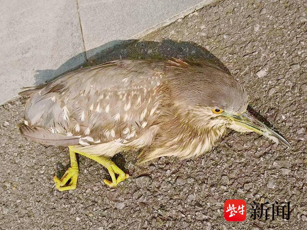 珍禽受伤展翅难飞，旁边还有一只猫...