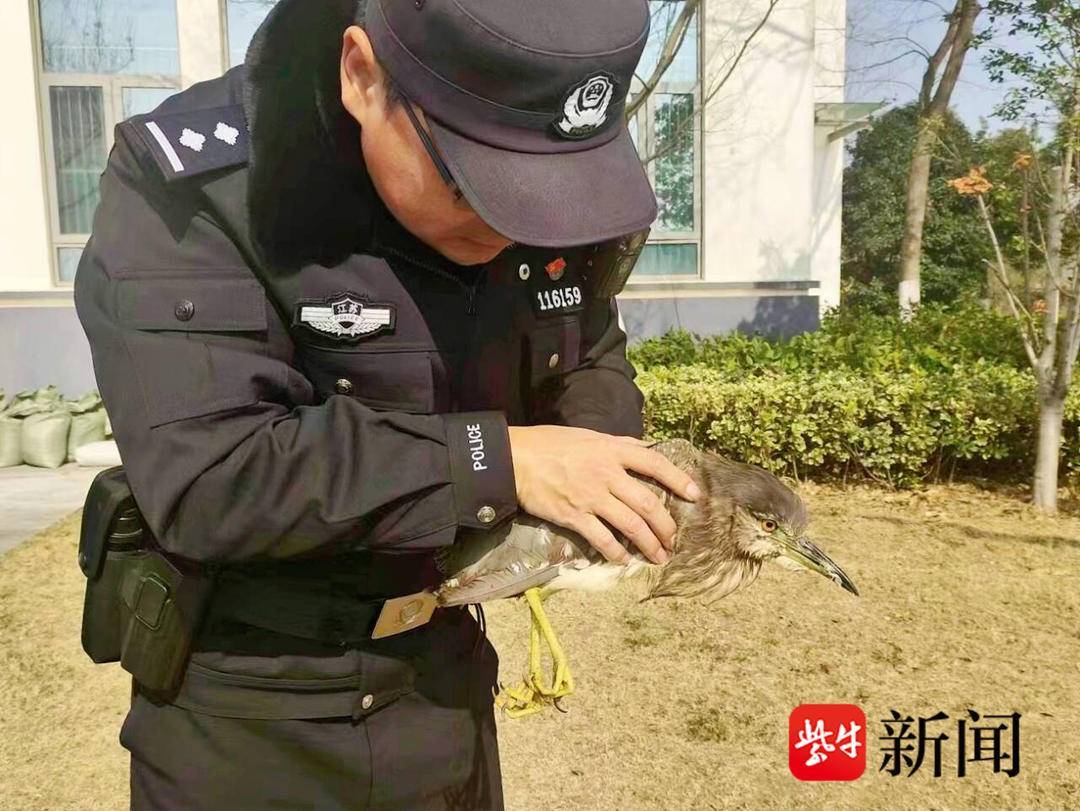 珍禽受伤展翅难飞，旁边还有一只猫...