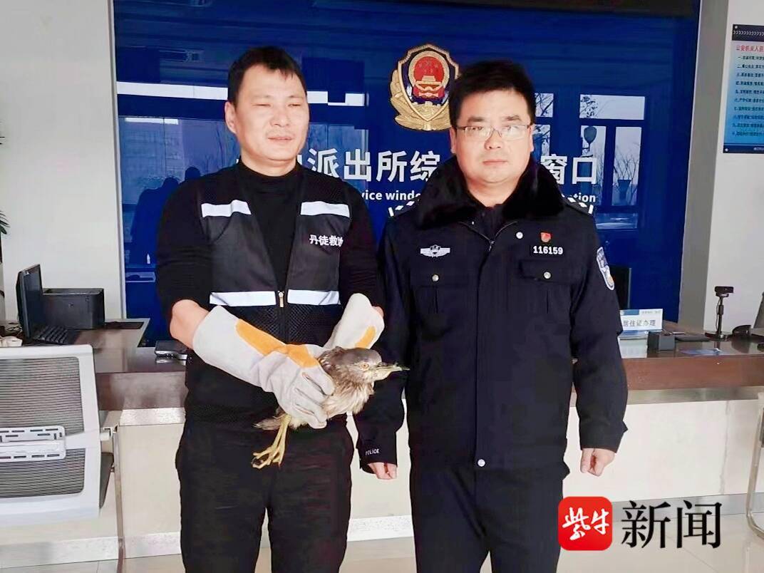 珍禽受伤展翅难飞，旁边还有一只猫...